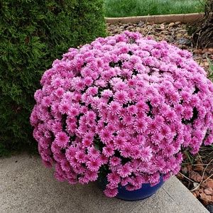 Meet your Posher, Barbara